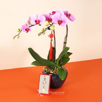 Graceful Immortality (2 stalks Purple Orchids)