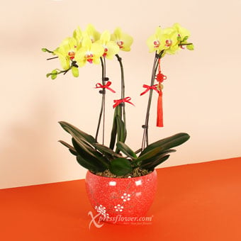 Abundant Wealth (3 stalks Yellow Orchids)