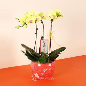 Golden Abundance (3 Yellow Orchids with Lucky Cat of Fortune Keychain)