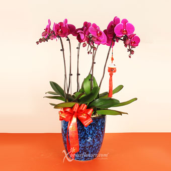 Wealthy Blessings (6 stalks Purple Orchid with CNY Fortune Cat Charm)