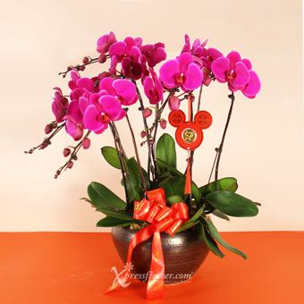 Abundant Fortune (8 stalks Purple Orchids with Disney 24K Tiger Gold Plated Medallion)