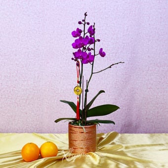 Abundant Tradition (CNY Flowering Plants - Mini Purple Phalaenopsis Orchid)