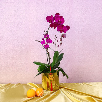 Lunar Opulence (CNY Flowering Plants - 2 Purple Phalaenopsis Orchids)