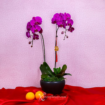 Bounty Delight (CNY Flowering Plants - 2 Purple Phalaenopsis Orchids)
