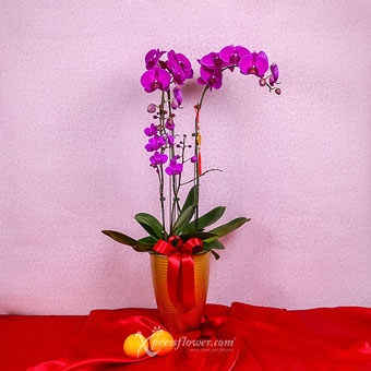 Duplex Fortune (CNY Flowering Plants - 4 Purple Phalaenopsis Orchids)