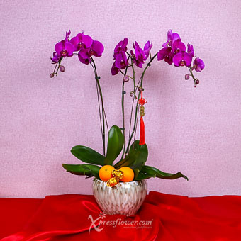 Treble Treasures (CNY Flowering Plants - 3 Purple Phalaenopsis Orchids with Mandarin Oranges)