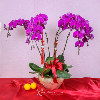 Eternal Wealth (CNY Flowering Plants - 6 Purple Phalaenopsis Orchids)