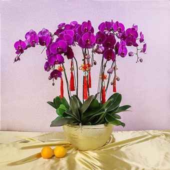 Fortune Growth (CNY Flowering Plants - 8 Purple Phalaenopsis Orchids)