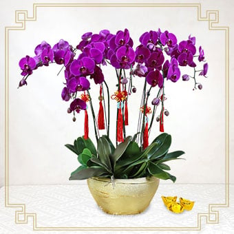 CNYO2443 Fortune Growth (8 Purple Phalaenopsis Orchids with CNY Tassels)