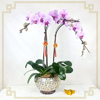 CNYO2446 Blossom Bliss (3 Stalks Pink Phalaenopsis Orchids)