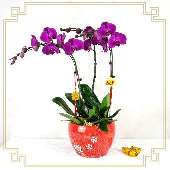 3 Stalks Purple Phalaenopsis Orchids in floral red pot and CNY decorations
