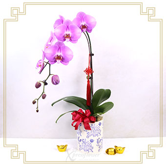 CNYO2543 Festive Bloom (1 Stalk Pink Orchid)
