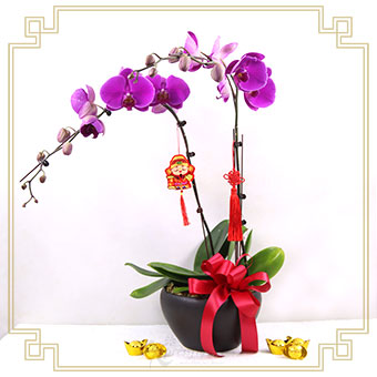 CNYO2545 Twin Blessings 2 Stalks Purple Orchids