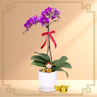 Purple Fortune (Mini Purple Orchids)