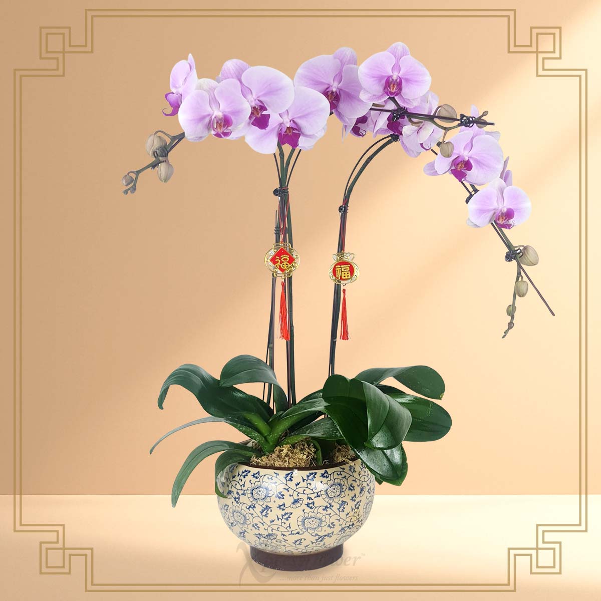 Triple Prosperity (3 Stalk Pink Orchids)