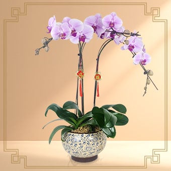 Triple Prosperity (3 Stalk Pink Orchids)
