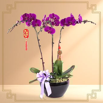 Regal Abundance (3 Stalk Purple Orchids)