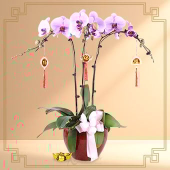 Radiant Wishes (3 Stalk Pink Orchids)