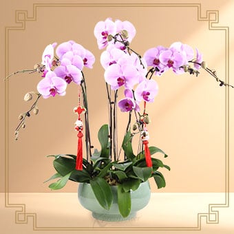 Wealth Renewal (6 Stalk Pink Orchids)