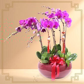 Prosperous Eight (8 Stalk Purple Orchids)
