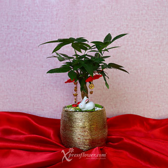  Royal Affluence (CNY Plants -  Money Tree)