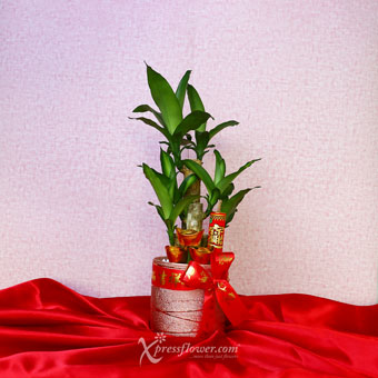 Blessed Perseverance (CNY Plants -  Dracaena Fragrans Iron Plant)
