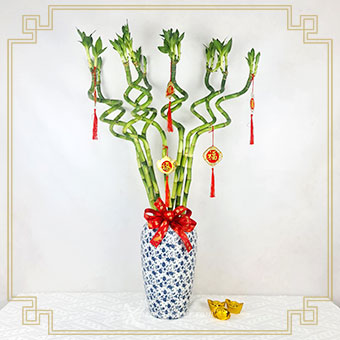 CNYP2463 Prosperity Curl (Curly Lucky Bamboo with CNY Tassels)