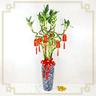 CNYP2465 Lucky Bamboo (Curly Lucky Bamboo with CNY Tassels)