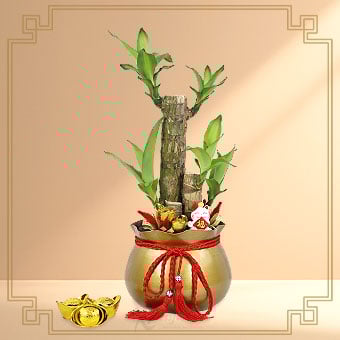 Bamboo Blessings (Dracaena Sanderiana with Fortune Cat)