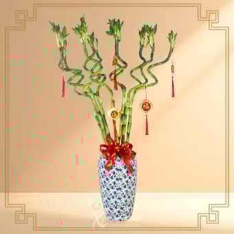 Prosperity Curly Bamboo (Curly Lucky Bamboo with CNY Tassels)