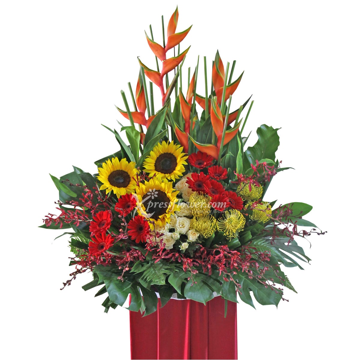 Aspiring Fortuity (Grand Opening Congratulatory Stand)