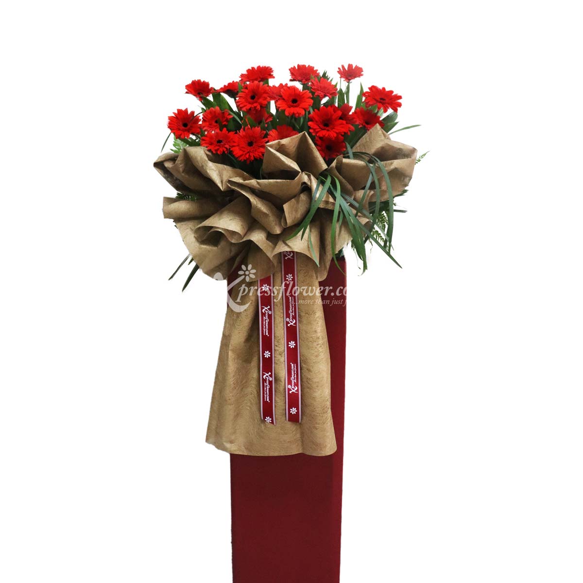 CS2202_Jolly CrimsonB