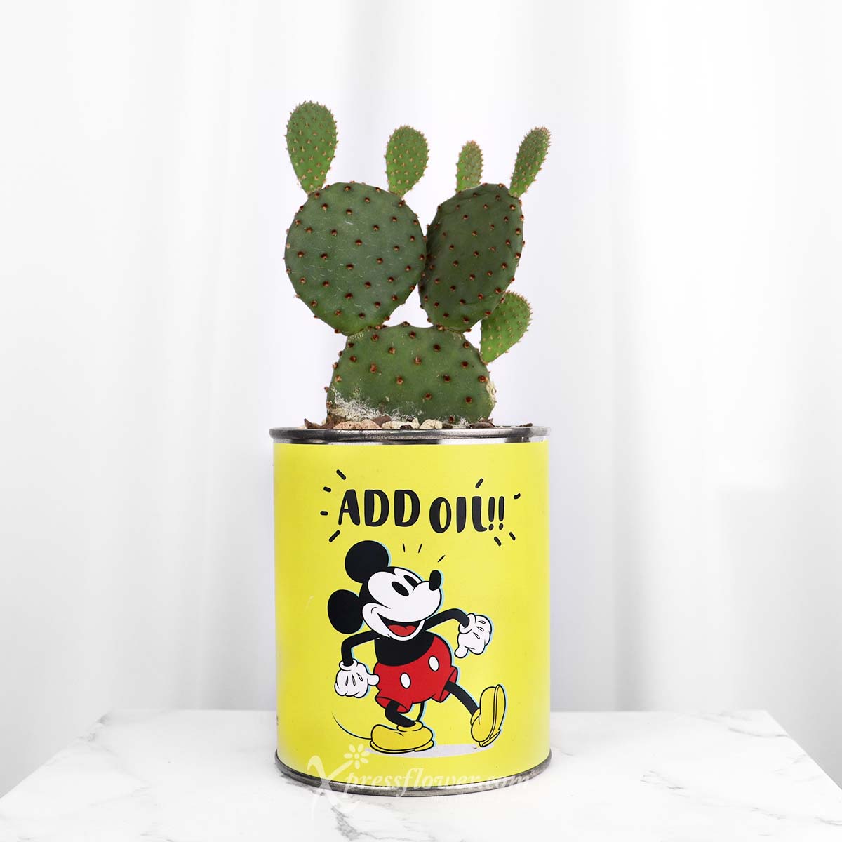 Persistent Mickey (Bunny Ear Cactus)