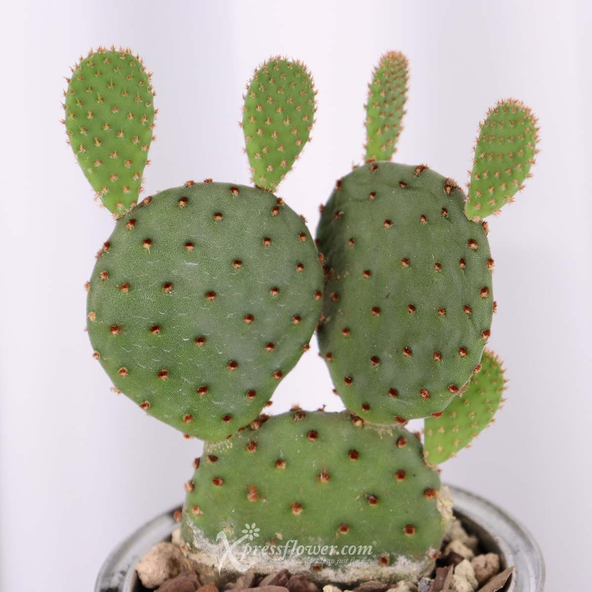 DSPL2201 Bunny Ear Cactus