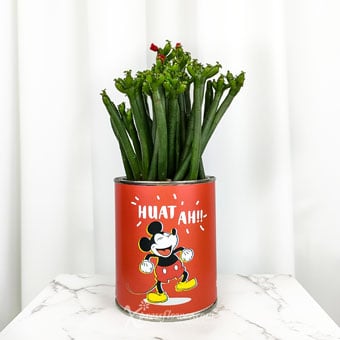 Lucky Mickey! (Pencil Cactus Plant)