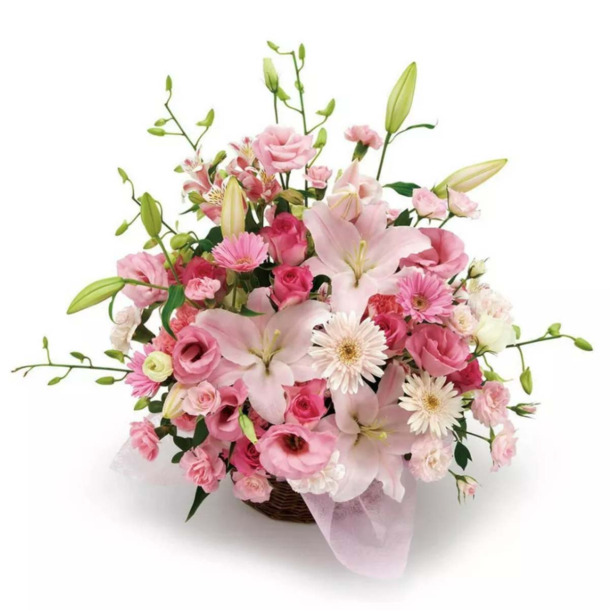 Brilliant Arrangement (JP)