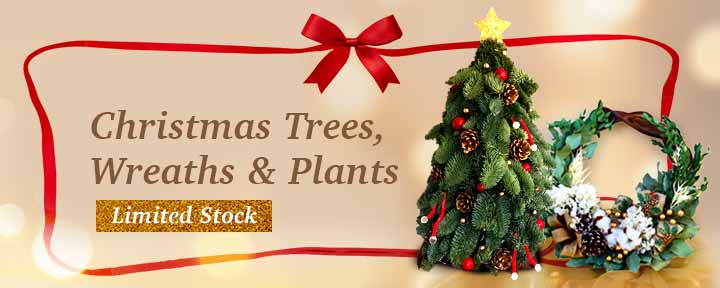 Shop Christmas Trees, Wreaths & Plants!