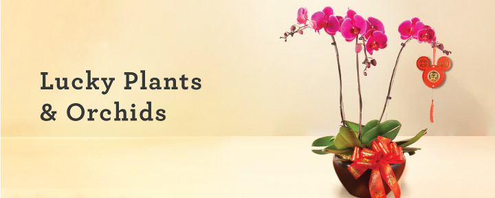 CNY Lucky Plants & Orchids