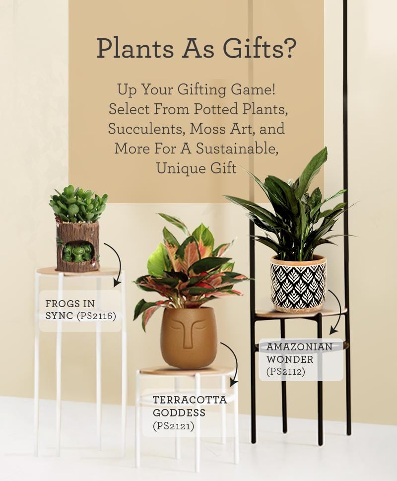 Transform any space with our sustainable and low maintenance plants!