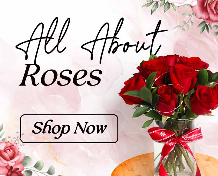 Shop our wide range of Roses!