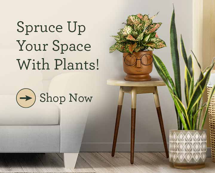 Spruce up your space with plants!