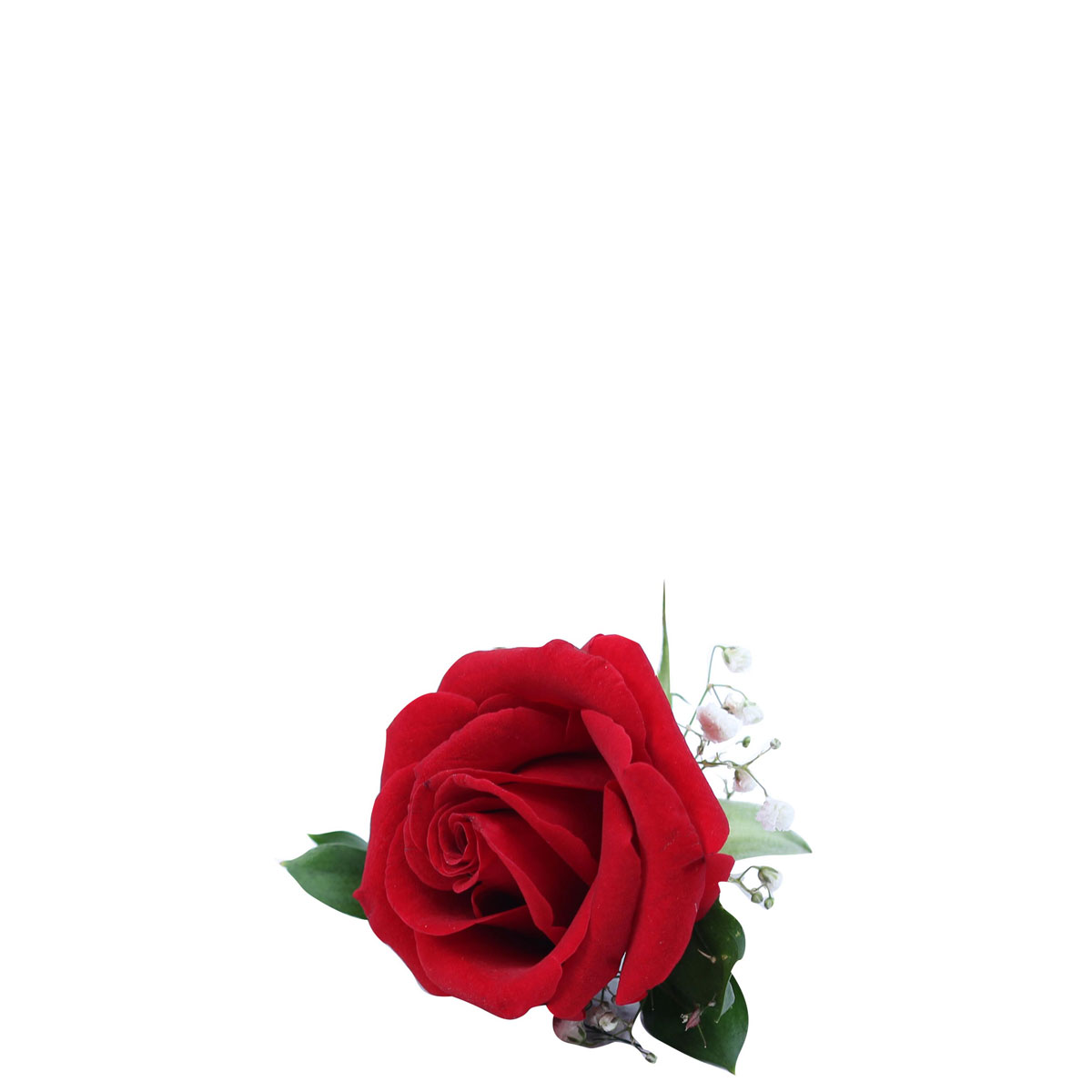 Royal Scarlet (5 pcs)