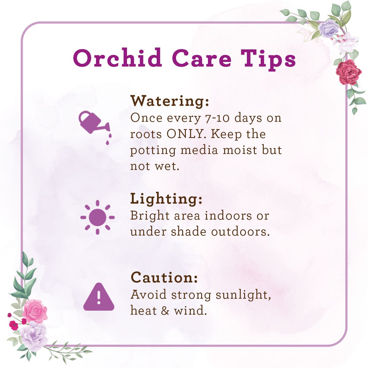 Orchid-Care-Img
