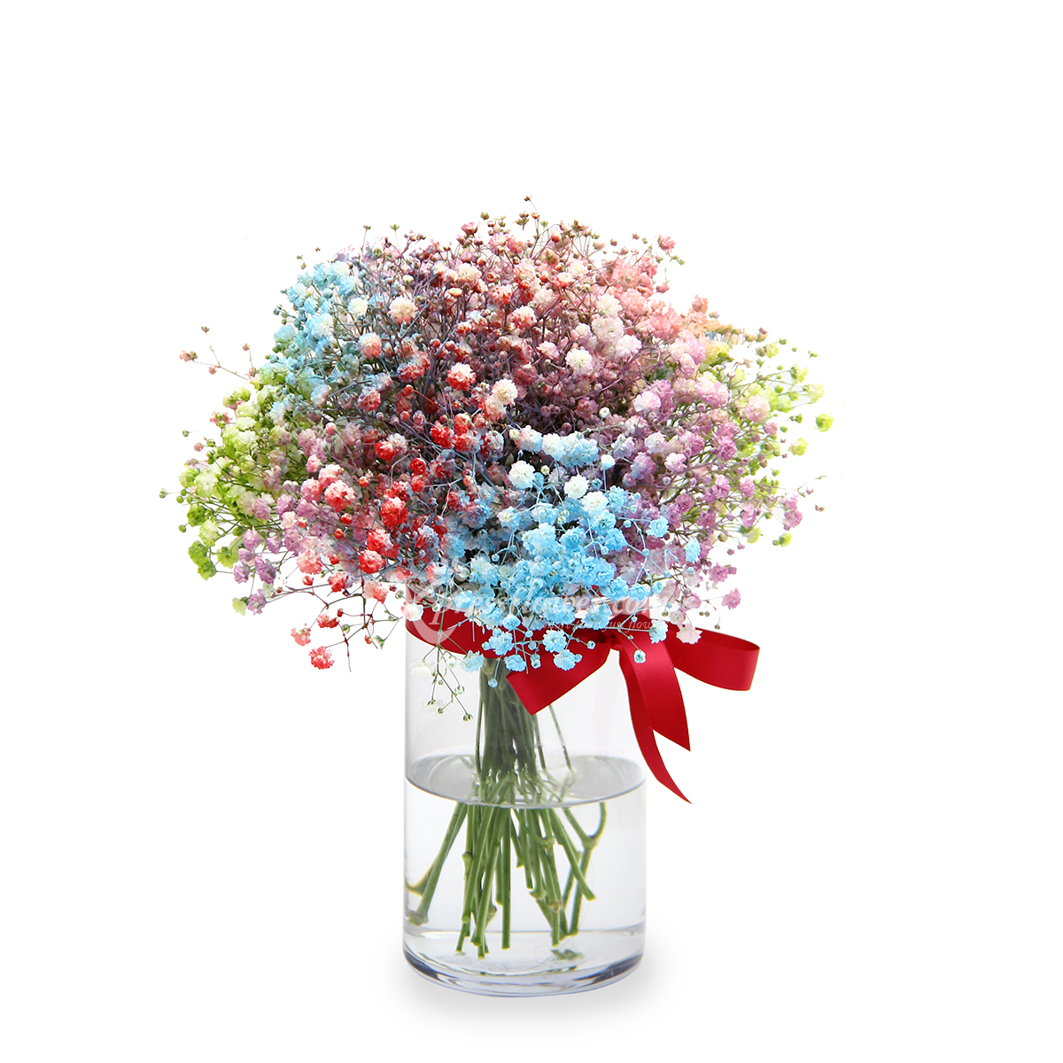 ACP1902 Dynamic Capricorn