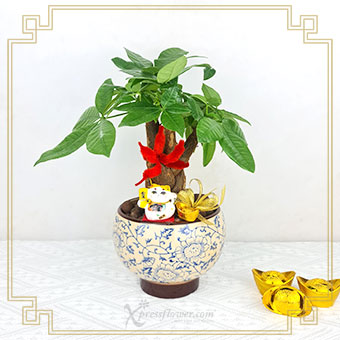 Money Plant with CNY Lucky Cat