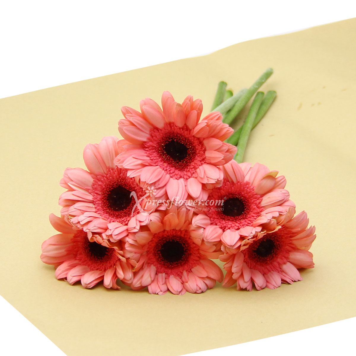 LS2001G 6 Loose Stalks Gerbera