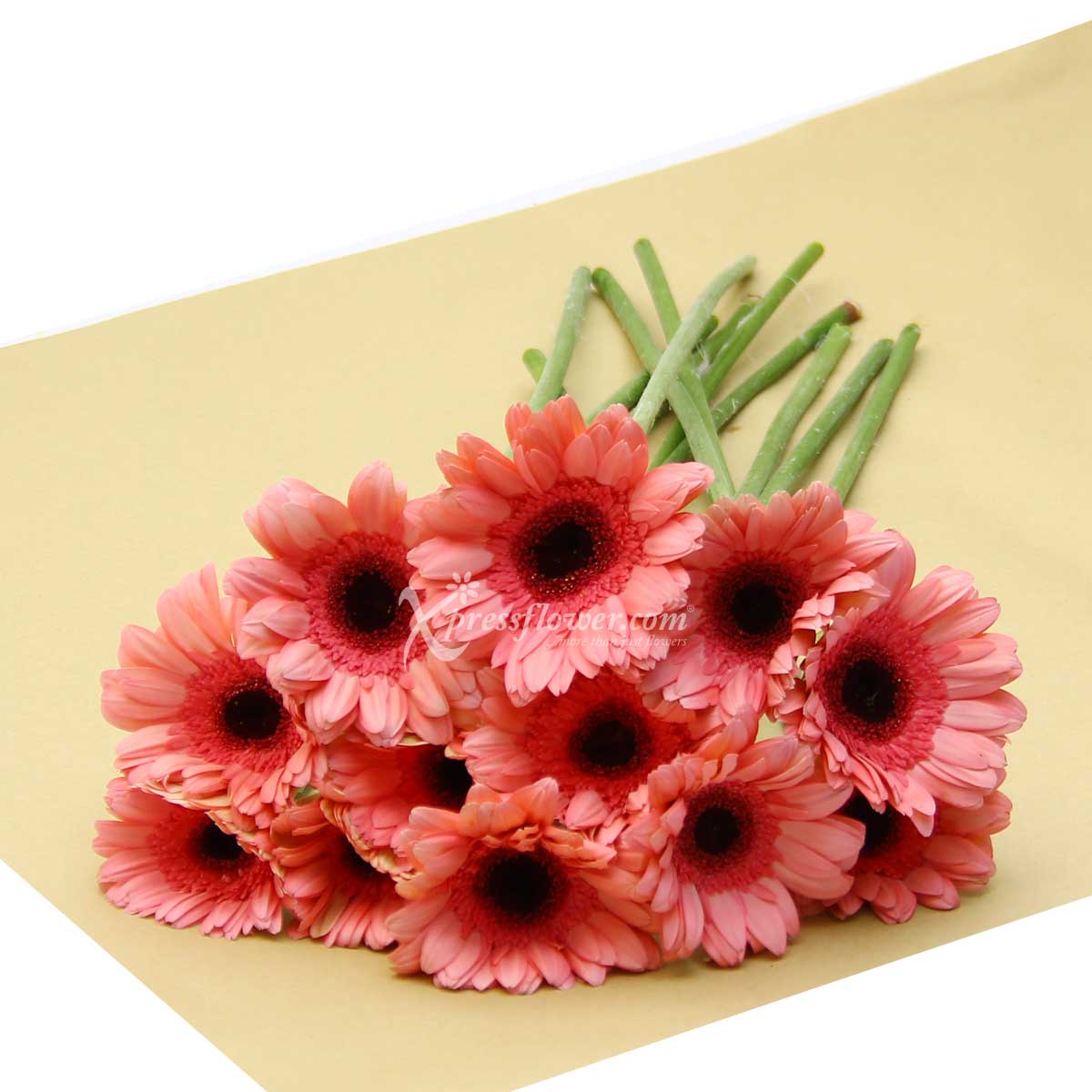 LS2002G 12 Loose Stalks Gerbera
