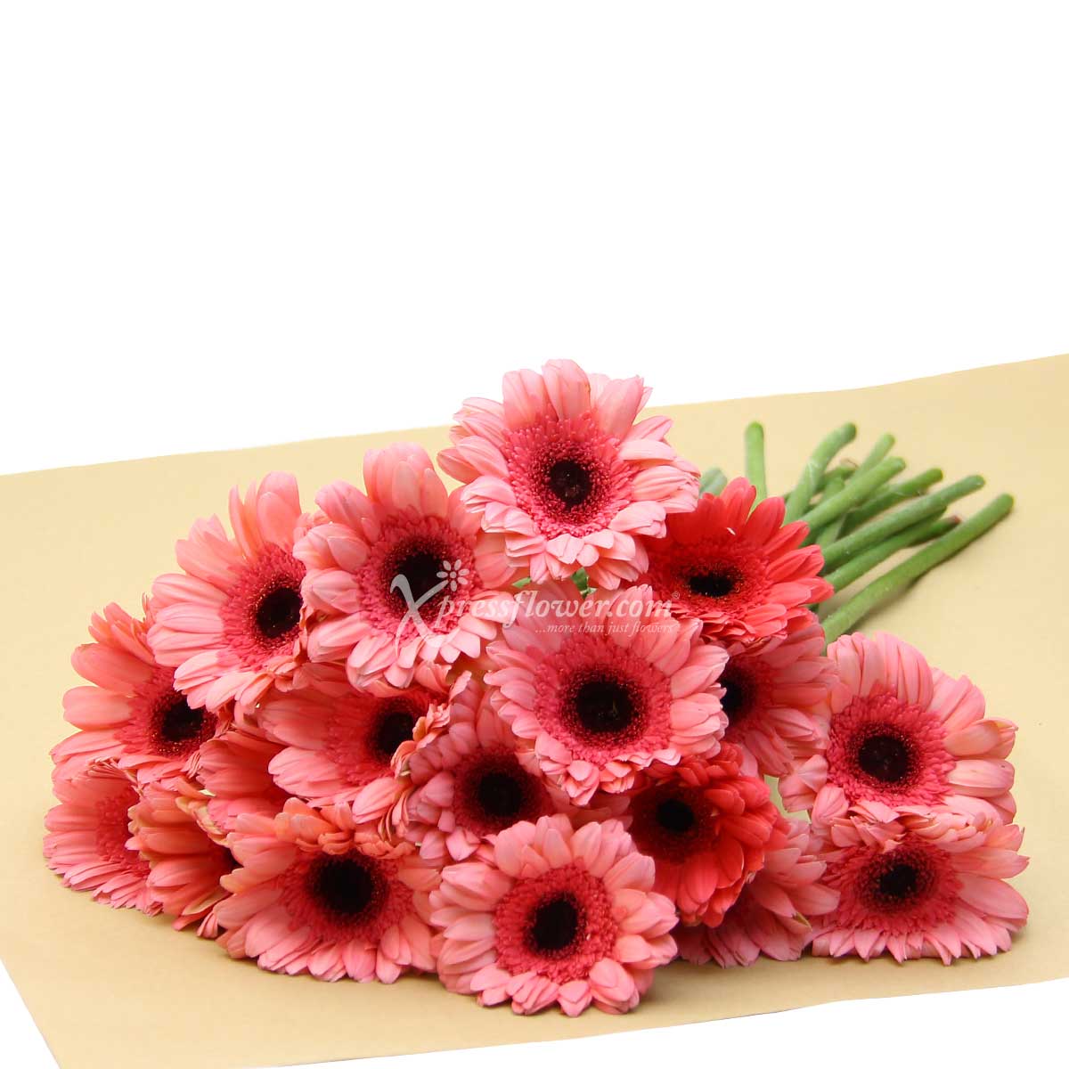 LS2004G 24 Loose Stalks Gerbera