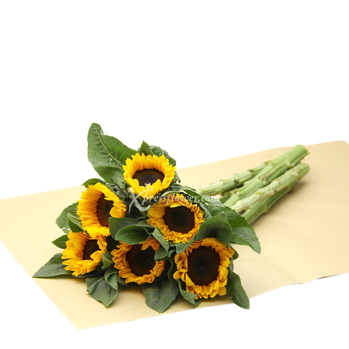 LSS2082 6 Loose Stalks Sunflower