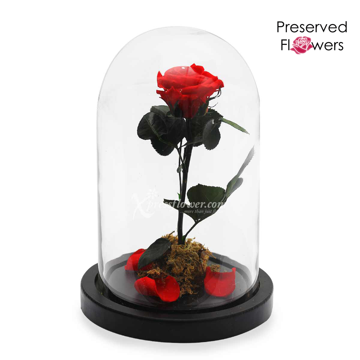 The Perfect Tale (Preserved Flowers)